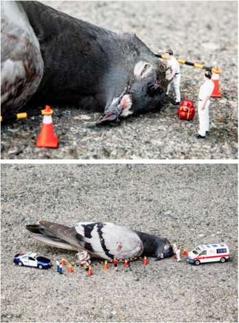 黃沛森拍攝路殺動物的屍體，搭配人類活動的微縮模型，創造出幽默與深刻並存的影像，揭示人類文明底下不同物種面臨生存空間的限縮。  黃沛森〈台灣微急－野鴿〉，2024，藝術微噴相紙，40 x 60 cm x 2件，藝術家提供