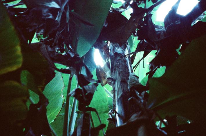 The Mother’s Voice (Provided by HIFF)