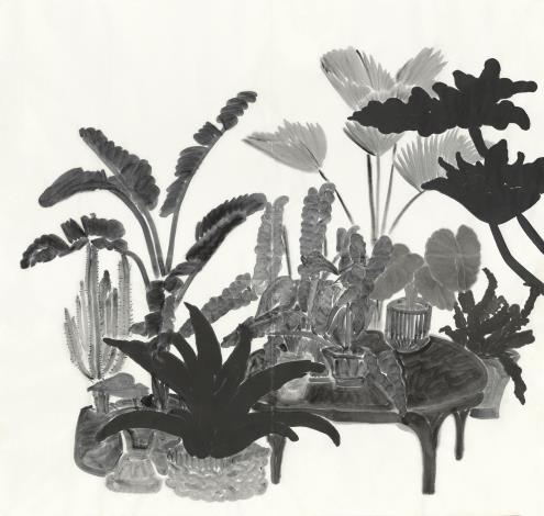 楊寓寧_觀葉植物_2022