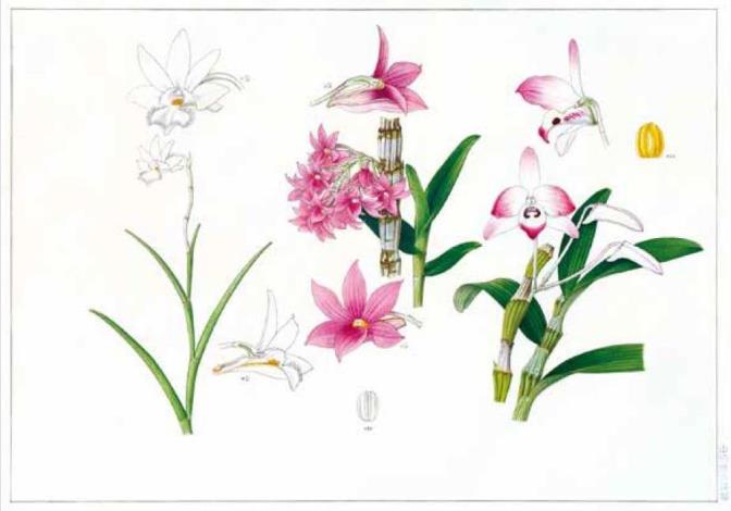 「臺灣蘭花百姿—東京展」展出山田壽雄所繪《燕石斛、紅石斛、金石斛》