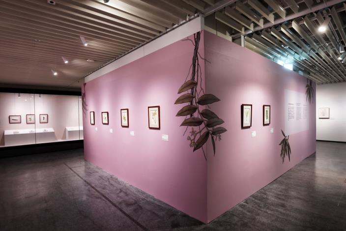 「臺灣蘭花百姿－臺北展」展出臺灣蘭的科學與藝術，圖中為王仁禮（1908-1988）臺灣野生蘭水彩系列。