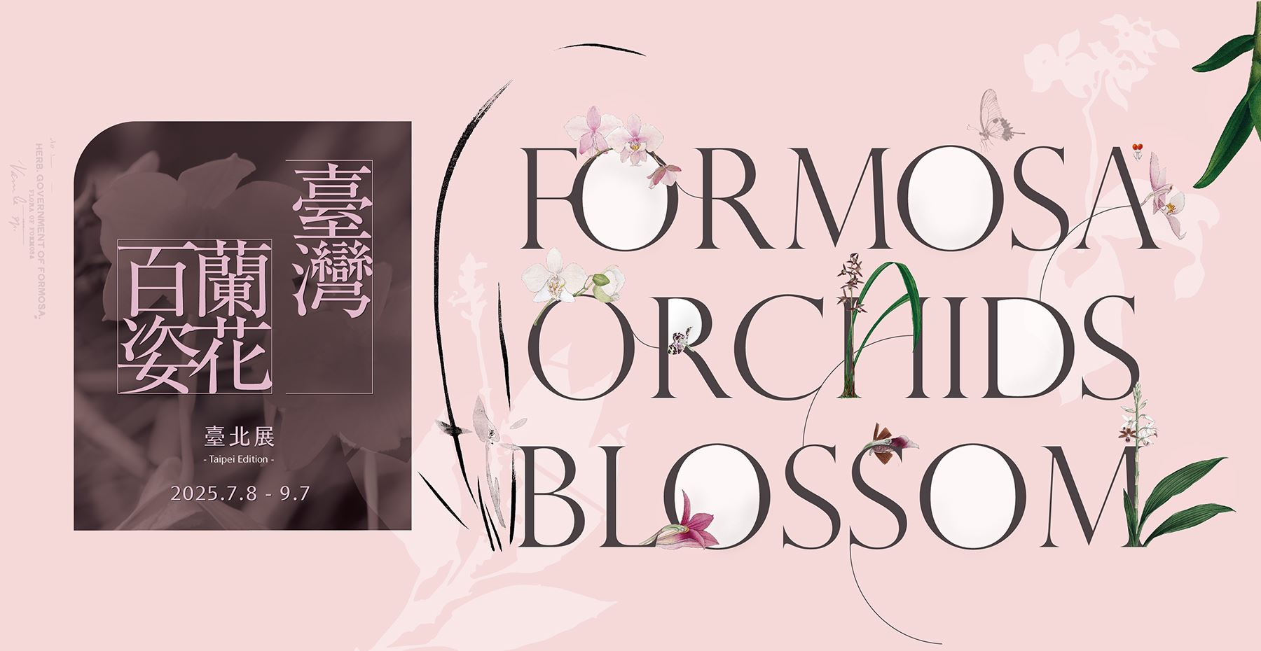 Formosa Orchids Blossom—Taipei Edition