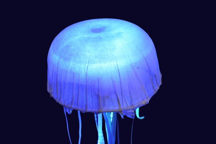 水母003-