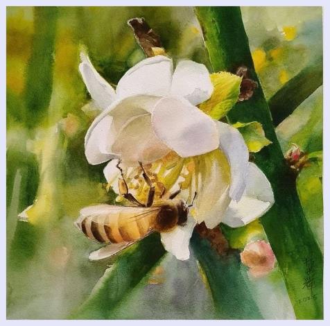 林世輝作品  逆光的花與蜂-水彩-38x38cm-2025