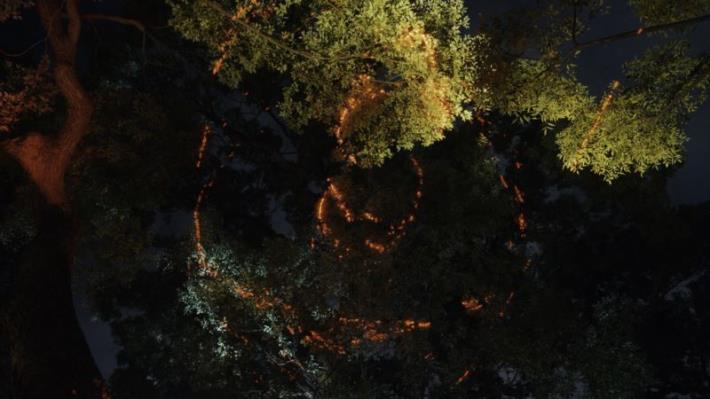 2藝術家張方禹結合雷射藝術投影，猶如賦予百年樟樹新的活力