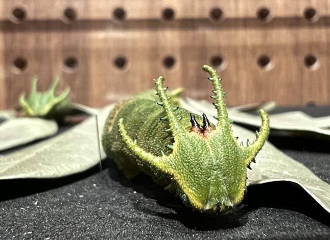 展件中藉由「冷凍乾燥」技術成功保留幼蟲等綠色調標本，為此次展覽亮點之一，圖為俗稱「恐龍頭」的雙尾蛺蝶幼蟲