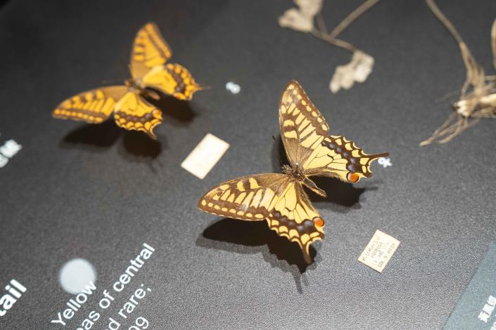《島嶼飛行》特展展出推測已滅絕的稀有黃鳳蝶標本