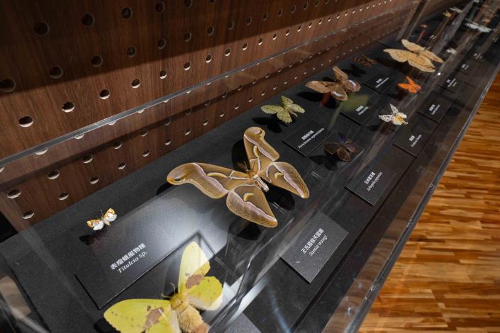 《島嶼飛行》特展集結近300件蝶蛾典藏標本