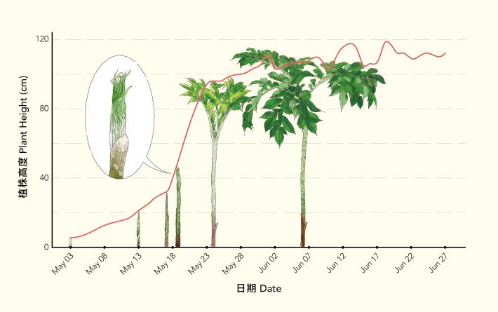 國立臺灣博物館密毛魔芋活體標本生長紀錄