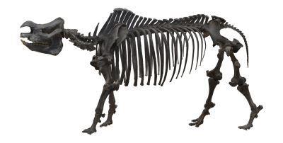 M00028 犀牛全身骨架模型