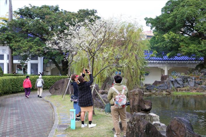 噫！梅花吔~