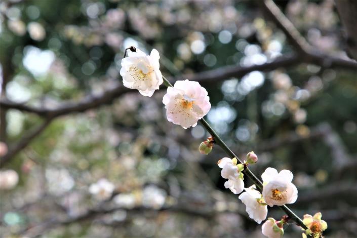 圓潤的花朵