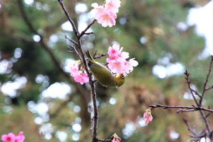 花蜜真香甜