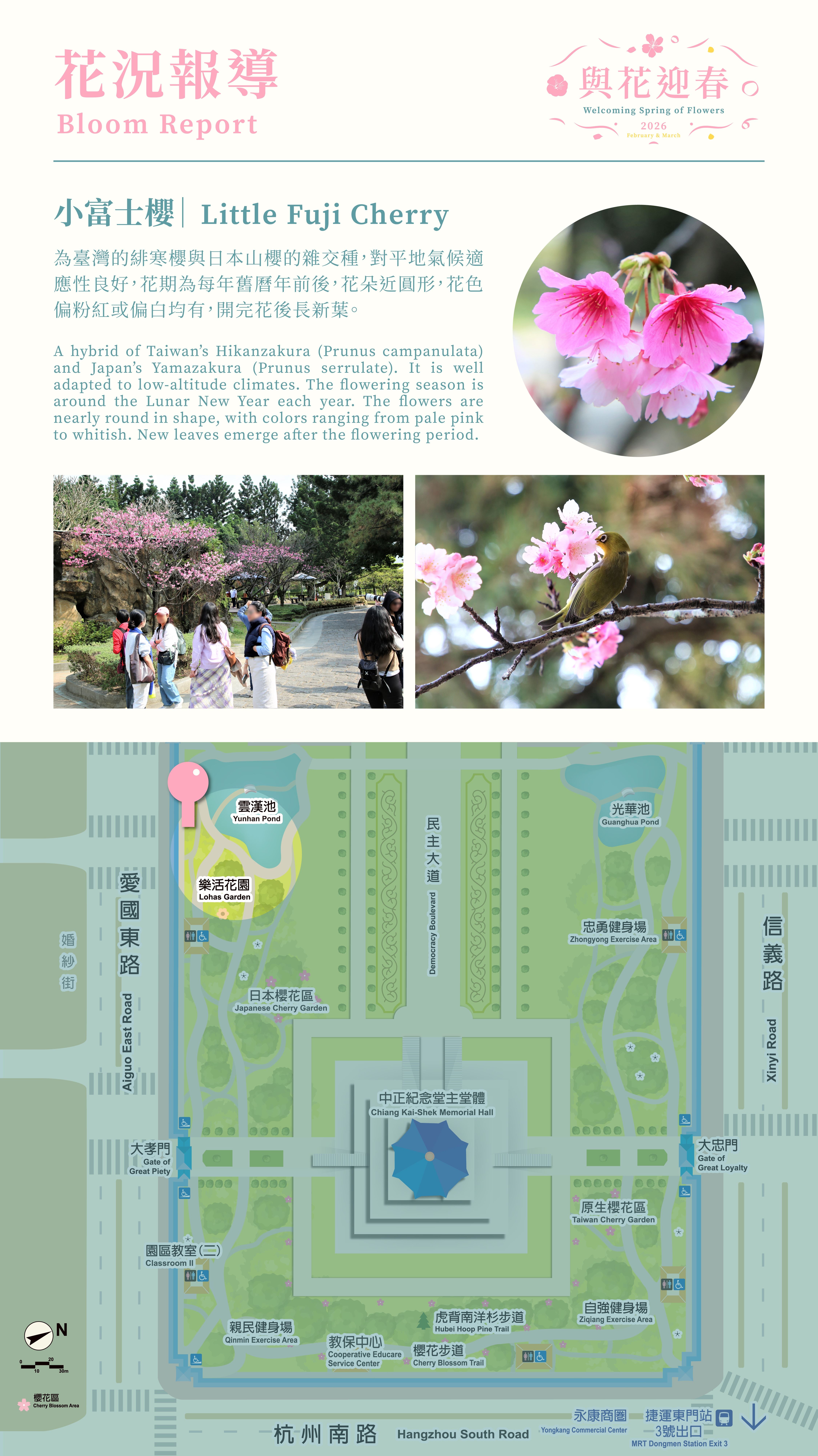 115年2-3月花季情形(小富士櫻)