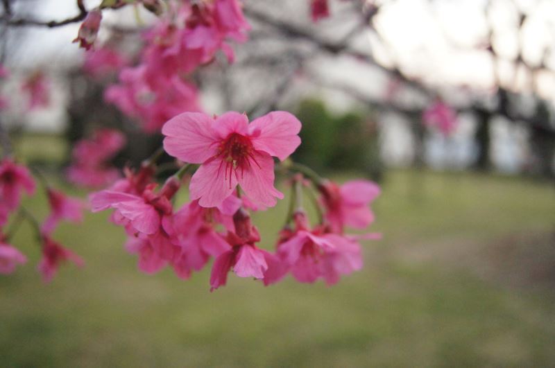 山櫻花朵