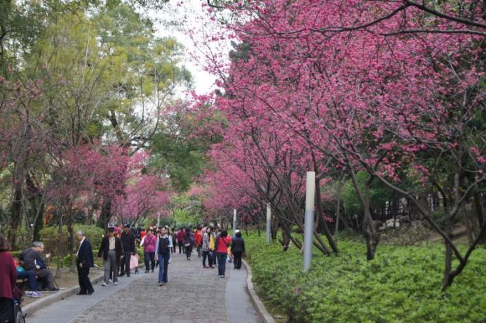 八重櫻步道