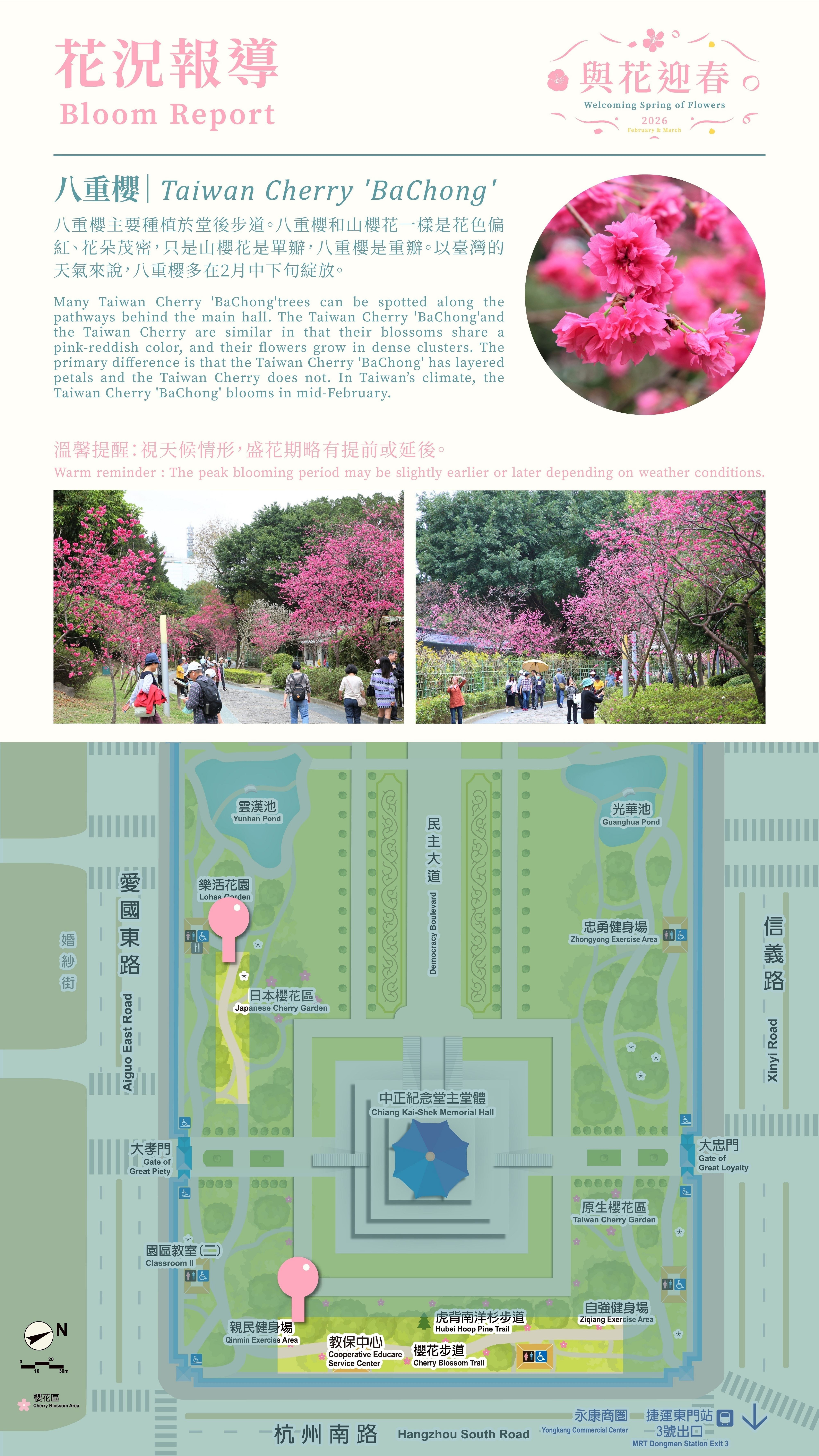 The Taiwan Cherry 'BaChong' blooms in mid-February.