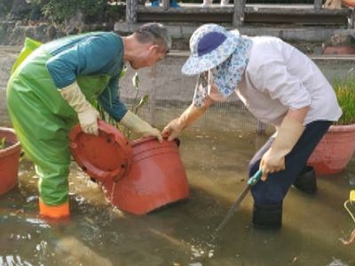 調整水生植物盆栽結構(2024/11/25)