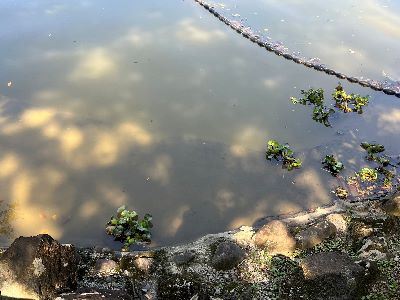種植水生植物(2025/03/12)