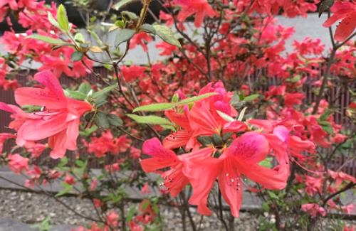 Red Azalea, Flower Season Mar