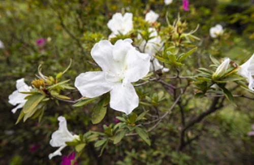 Snow White Rhododendron, Flower Season Jan. to Feb