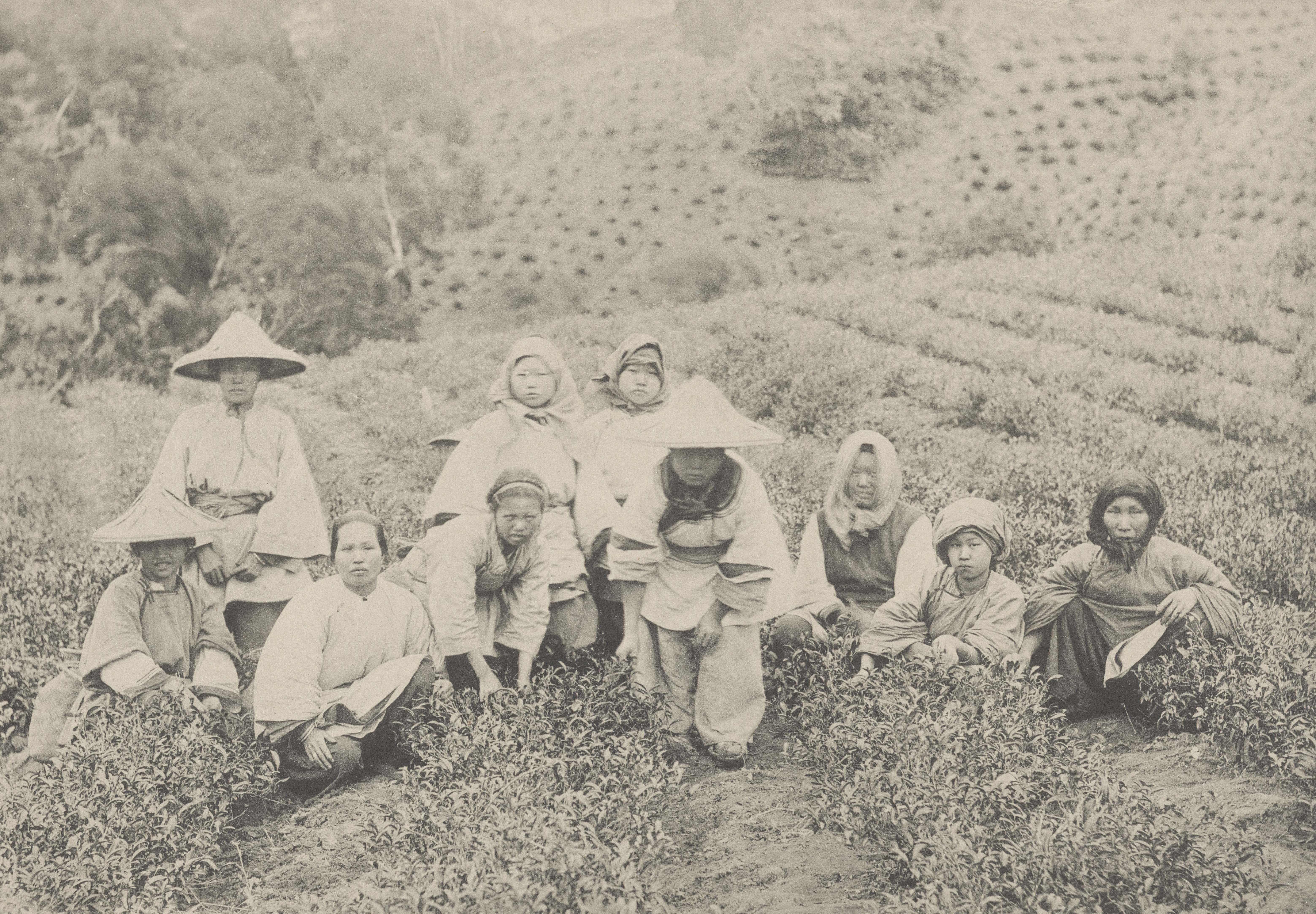 〈臺北盆地的茶園與採茶女〉