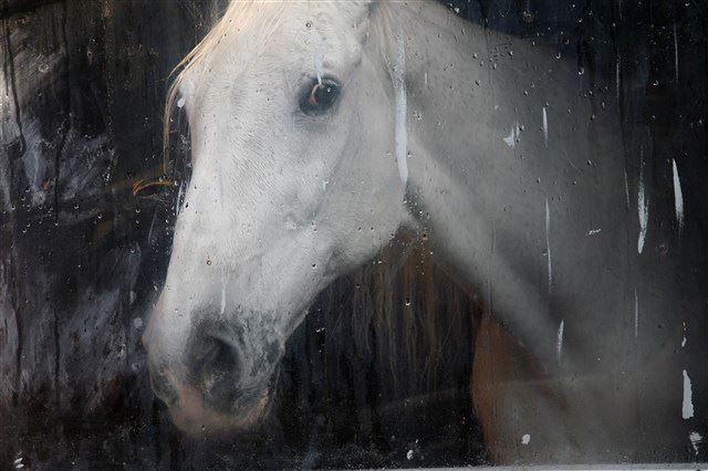 郭英聲的創作「獨白」，表現出攝影的另一層敘事特質，攝影者以影像及文字，書寫出與時代共振的個人心境，他們投入個人感性，試探著私己與觀者間的閱讀距離，並在影像邊框、知面的邊境之外，遺留給觀者未說盡的故事。郭英聲，〈白馬〉，2007。國家攝影文化中心典藏。