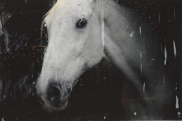 國家攝影文化中心當期展覽「敘事的向度」與「時代的側寫」，展出豐富典藏作品，呈現攝影在歷史流變中的多元觀看向度。郭英聲，〈白馬〉，2007。國家攝影文化中心典藏。