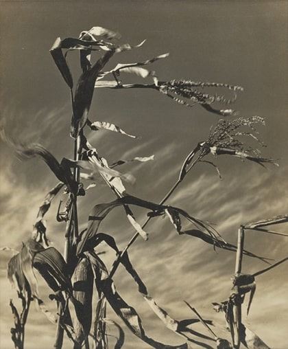 Wind (Motion) Dennis K. Chin 1939