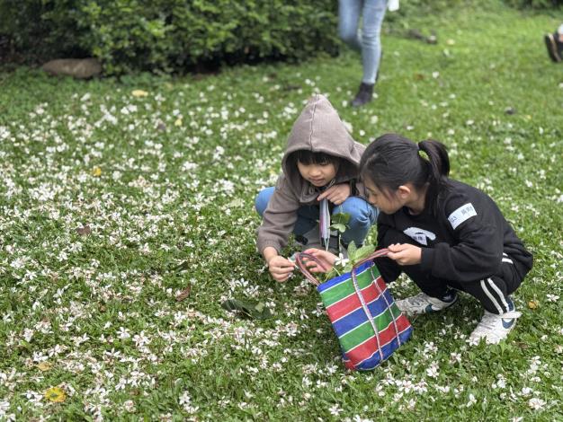 遍地的五月雪是大自然提供的美麗寶藏，撿拾進袋子裡準備創作