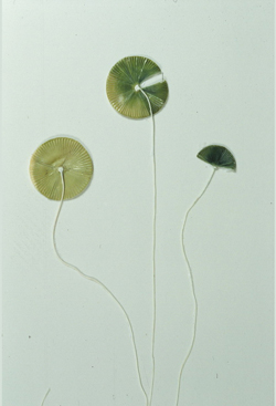大傘藻