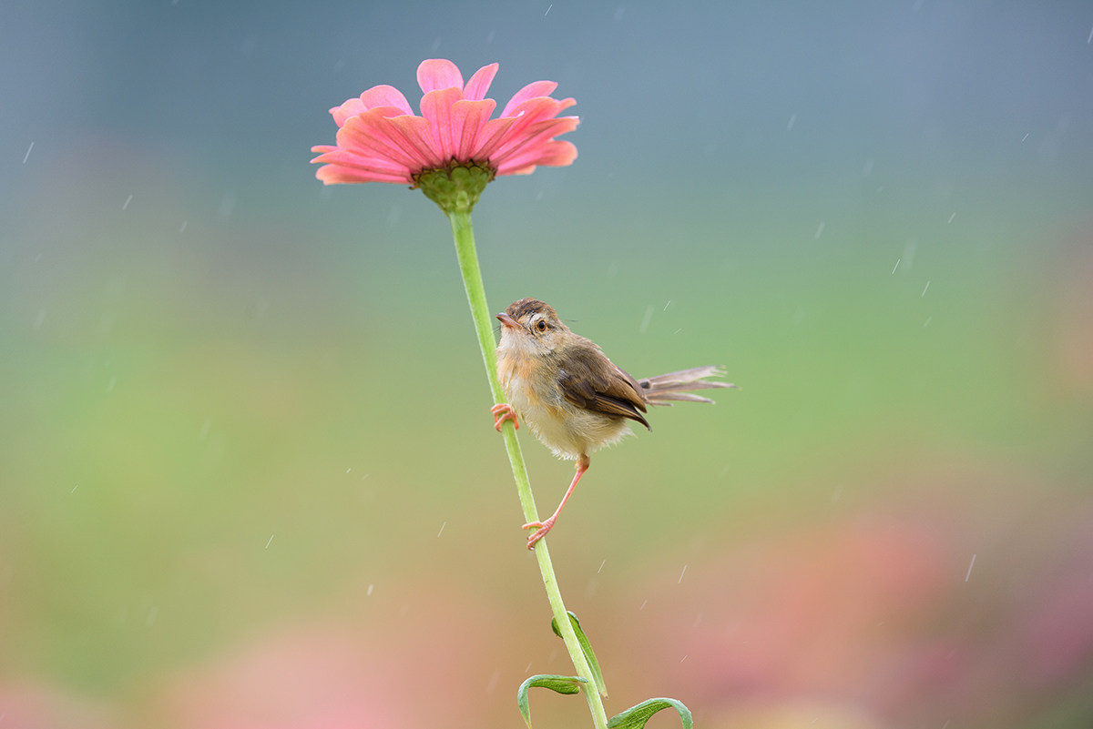 20200624-20200705 郭量承 褐頭鷦鶯(花鳥) 臺灣 群英飛羽世界野鳥攝影聯展