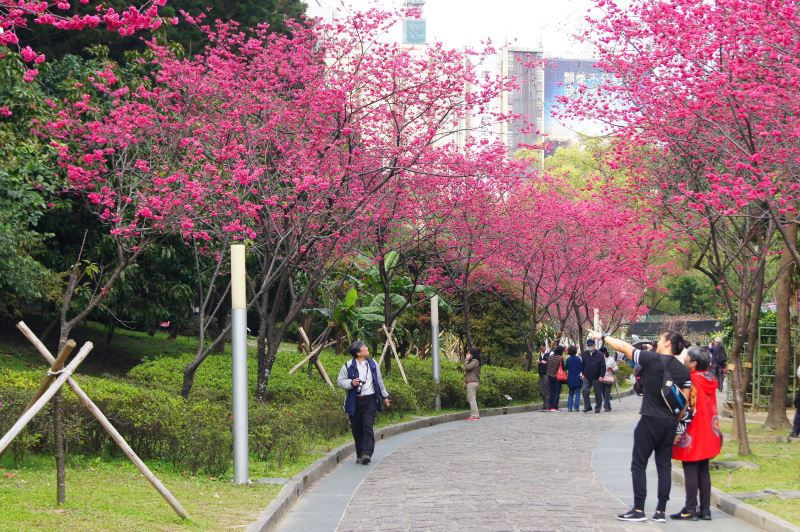 2016.3.4 八重櫻步道 哇！好美的櫻花
