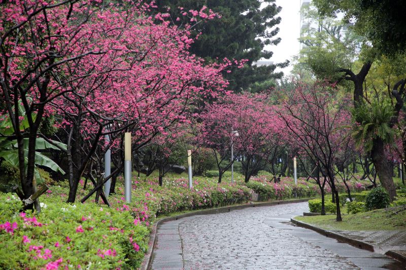 20190309八重櫻步道 雨中即景