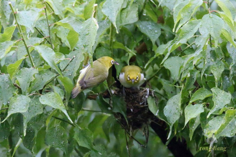 綠繡眼育雛忙