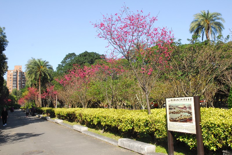 本館種植的八重櫻是臺灣原生緋寒櫻的變種，承襲著緋寒櫻花色鮮紅、花形吊鐘狀下垂的特徵，並具有重瓣特性，花期為每年2月中至3月間。(拍攝地點：中山公園南側)