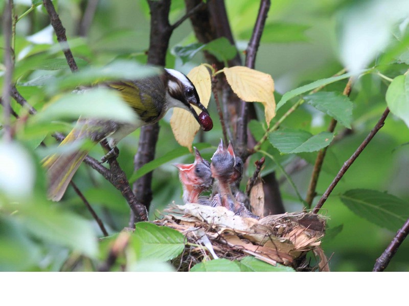 What’s given by the light-vented bulbul mother to her dear hungry chicks’ mouths is not only food but also her love.