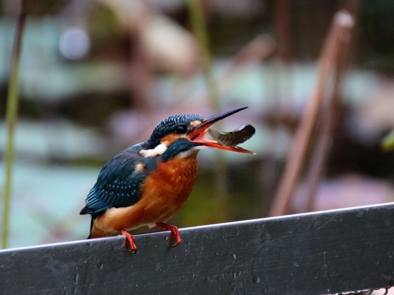 翠鳥全身約16厘米長，飛起來時速度極快，五顏六色閃亮的羽毛為它贏得了「飛翔的珠寶」這一美譽。喜吃昆蟲、青蛙，最喜歡吃的還是小魚，因此又有「魚夫之王」的美稱。（拍攝地點：翠湖）