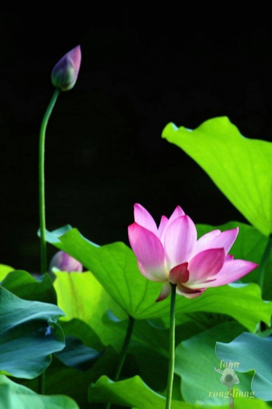 「荷」顏悅色