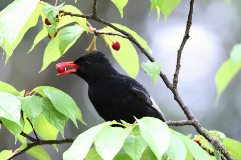 紅嘴黑鵯與櫻花果