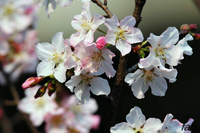 Somei Yoshino Cherry, which is also known as Yoshino Cherry and Tokyo Cherry, has five, reddish, single-layer pedals, which will turn to white color as blossoming. The Yoshino cherries in the south part of the Hall’s Shanpeilin has blossom and identifies the coming of the springtime.