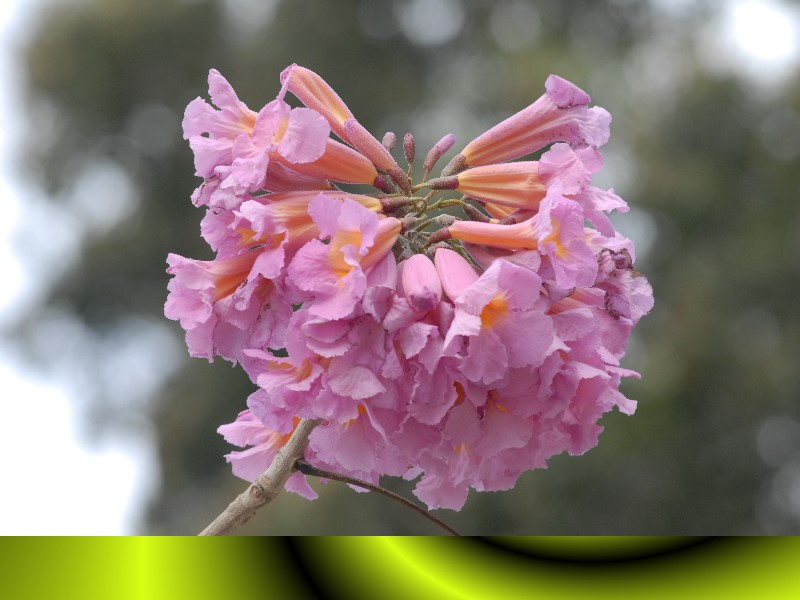 紅花風鈴木在1967年臺灣引入栽植；屬於熱帶樹種，樹高可達30公尺，開花具欣賞價值，為薩爾瓦多的國樹。（拍攝地點：光復南路入口處）