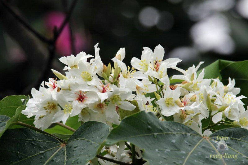 Situated in the folk-custom plant area of Cui Lake, the tung flower is as white as snow, together with the verdant branches, the scenery looks vibrant! However, pay special attention to its seed, which contains poisonous protein and saponin constituent, and also avoid careless eating.