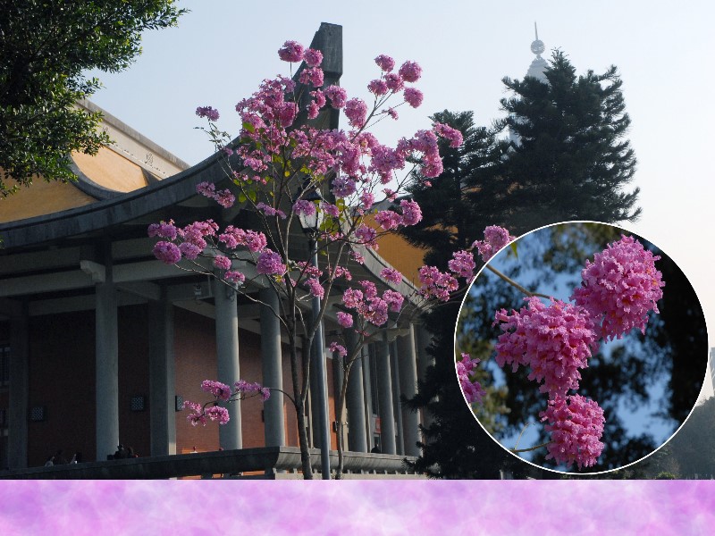 風鈴木--花正開