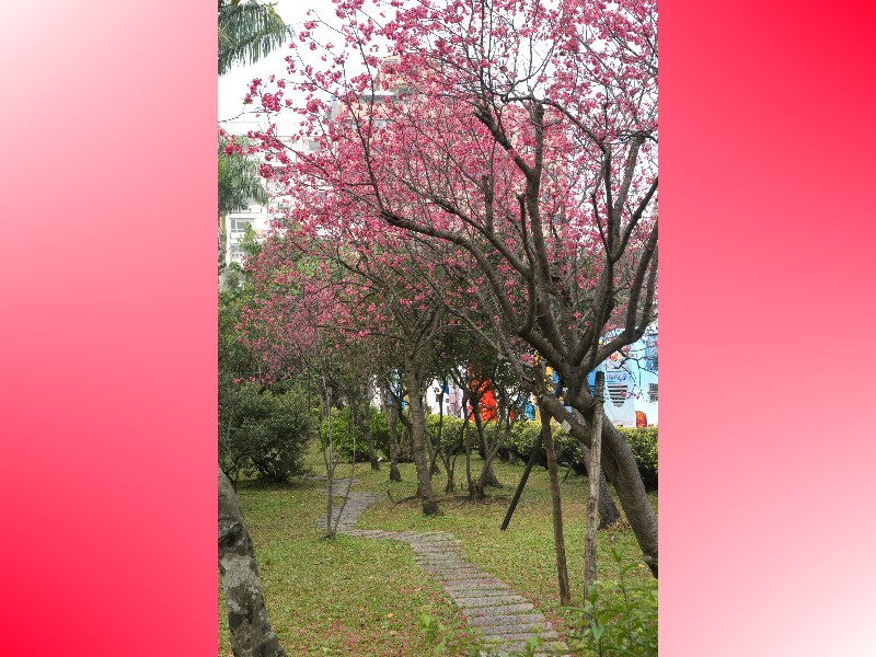 Cherry blooms - fully blooming cherry trees (Taiwan Prunus Serrulata) with petals dancing in the wind – are enjoyed here in the city.