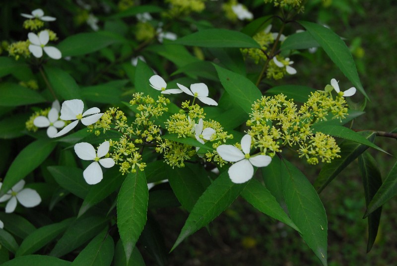 翩翩粉蝶-華八仙