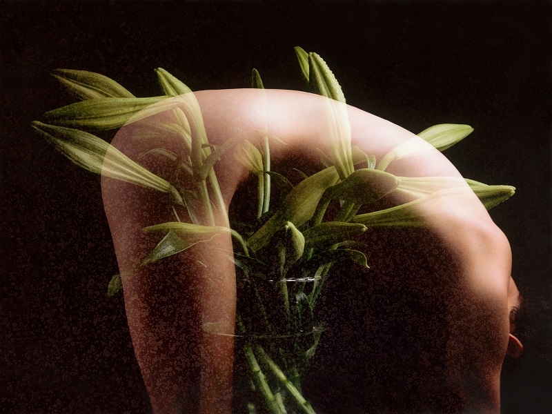  Lilies_1995.