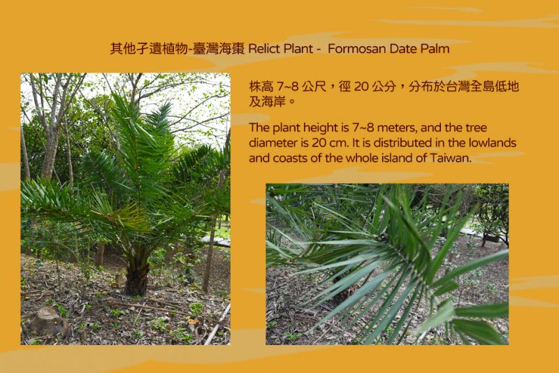 其他孑遺植物-臺灣海棗 Relict Plant -  Formosan Date Palm