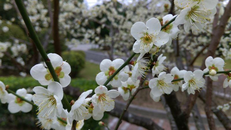 Snow-white Edible Mume blossoms