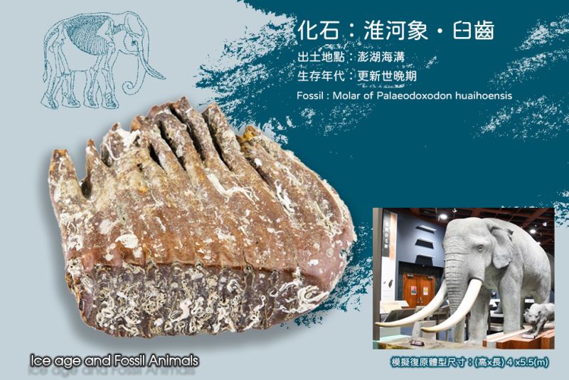 化石:淮河象臼齒  Fossil:Molar of Palaeodoxodon huaihoensis